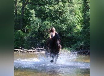 Fries paard, Ruin, 6 Jaar, 162 cm, Zwart