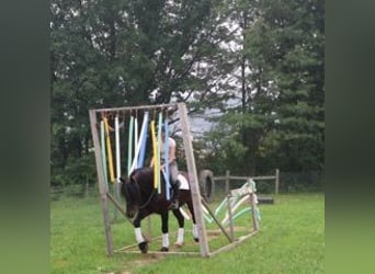 Fries paard, Ruin, 6 Jaar, 162 cm, Zwart