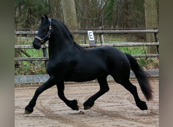 Fries paard, Ruin, 6 Jaar, 162 cm, Zwartbruin
