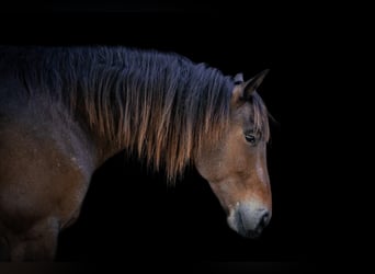 Fries paard, Ruin, 6 Jaar, 163 cm, Buckskin