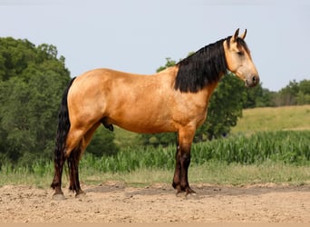 Fries paard Mix, Ruin, 6 Jaar, 163 cm, Buckskin