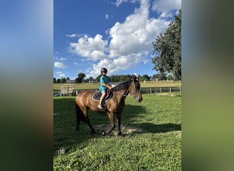 Fries paard, Ruin, 6 Jaar, 163 cm, Donkerbruin