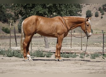Fries paard, Ruin, 6 Jaar, 163 cm, Palomino