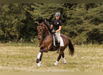 Fries paard, Ruin, 6 Jaar, 163 cm, Roodbruin