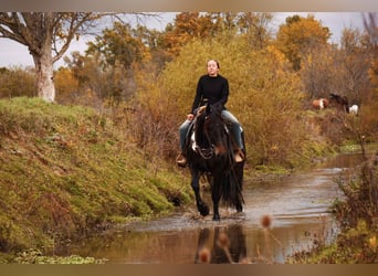 Fries paard Mix, Ruin, 6 Jaar, 163 cm, Roodbruin