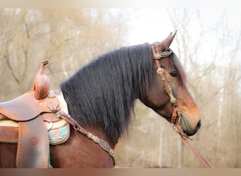 Fries paard, Ruin, 6 Jaar, 163 cm, Roodbruin
