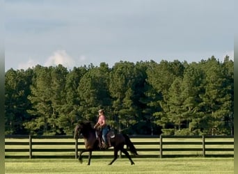 Fries paard, Ruin, 6 Jaar, 163 cm, Zwart