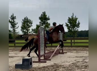 Fries paard, Ruin, 6 Jaar, 163 cm, Zwart