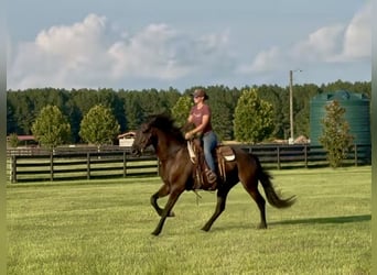 Fries paard, Ruin, 6 Jaar, 163 cm, Zwart