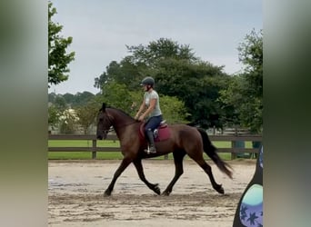 Fries paard, Ruin, 6 Jaar, 163 cm, Zwart