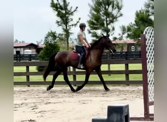 Fries paard, Ruin, 6 Jaar, 163 cm, Zwart