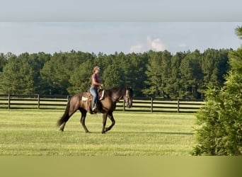 Fries paard, Ruin, 6 Jaar, 163 cm, Zwart