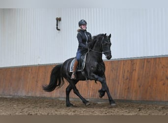 Fries paard, Ruin, 6 Jaar, 163 cm, Zwart