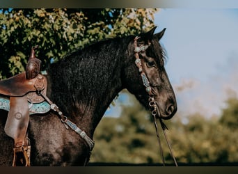 Fries paard, Ruin, 6 Jaar, 163 cm, Zwart