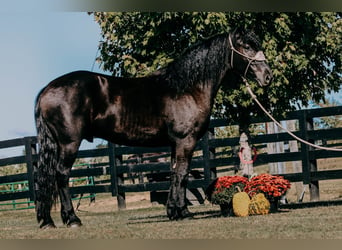 Fries paard, Ruin, 6 Jaar, 163 cm, Zwart