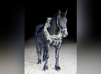 Fries paard Mix, Ruin, 6 Jaar, 163 cm, Zwart