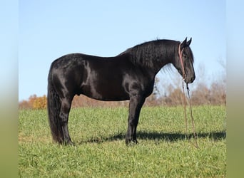 Fries paard, Ruin, 6 Jaar, 163 cm, Zwart