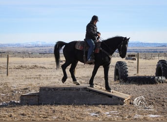 Fries paard Mix, Ruin, 6 Jaar, 163 cm, Zwart