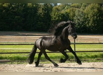 Fries paard, Ruin, 6 Jaar, 164 cm, Zwart
