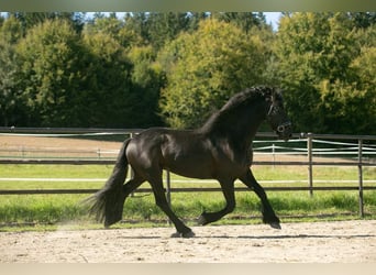 Fries paard, Ruin, 6 Jaar, 164 cm, Zwart