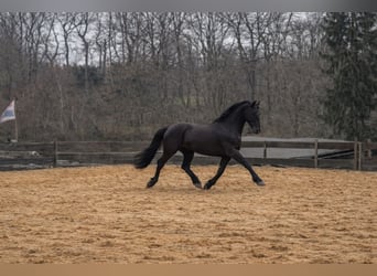 Fries paard, Ruin, 6 Jaar, 164 cm, Zwart