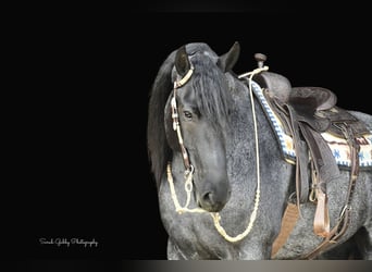 Fries paard, Ruin, 6 Jaar, 165 cm, Roan-Blue