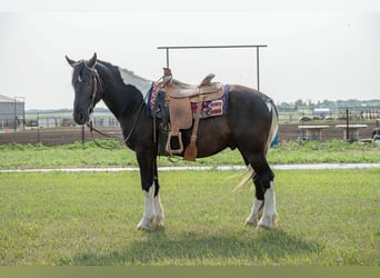 Fries paard, Ruin, 6 Jaar, 165 cm, Tobiano-alle-kleuren