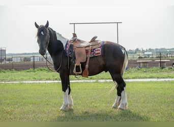 Fries paard, Ruin, 6 Jaar, 165 cm, Tobiano-alle-kleuren