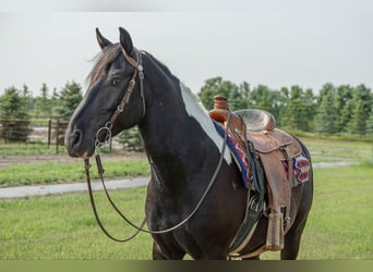 Fries paard, Ruin, 6 Jaar, 165 cm, Tobiano-alle-kleuren