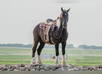 Fries paard, Ruin, 6 Jaar, 165 cm, Tobiano-alle-kleuren