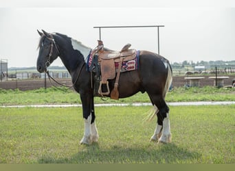 Fries paard, Ruin, 6 Jaar, 165 cm, Tobiano-alle-kleuren