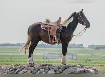 Fries paard, Ruin, 6 Jaar, 165 cm, Tobiano-alle-kleuren