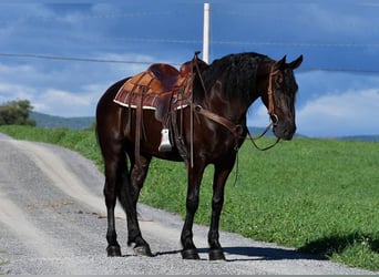 Fries paard, Ruin, 6 Jaar, 165 cm, Zwart