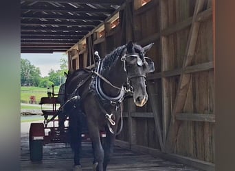 Fries paard, Ruin, 6 Jaar, 165 cm, Zwart