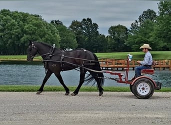 Fries paard, Ruin, 6 Jaar, 165 cm, Zwart