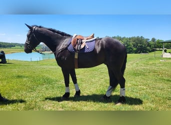 Fries paard, Ruin, 6 Jaar, 165 cm, Zwart
