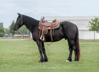 Fries paard, Ruin, 6 Jaar, 165 cm, Zwart