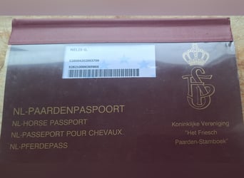 Fries paard, Ruin, 6 Jaar, 167 cm, Zwart