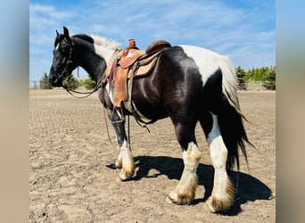 Fries paard, Ruin, 6 Jaar, 168 cm, Tobiano-alle-kleuren