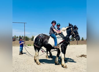 Fries paard, Ruin, 6 Jaar, 168 cm, Tobiano-alle-kleuren