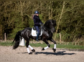 Fries paard, Ruin, 6 Jaar, 168 cm, Zwart