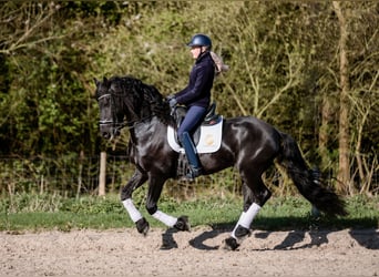 Fries paard, Ruin, 6 Jaar, 168 cm, Zwart