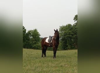 Fries paard, Ruin, 6 Jaar, 168 cm, Zwart