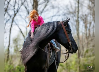 Fries paard Mix, Ruin, 6 Jaar, 168 cm, Zwart