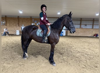 Fries paard, Ruin, 6 Jaar, 170 cm, Zwart