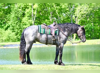 Fries paard, Ruin, 6 Jaar, 173 cm, Roan-Blue