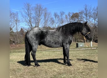 Fries paard, Ruin, 6 Jaar, 173 cm, Roan-Blue