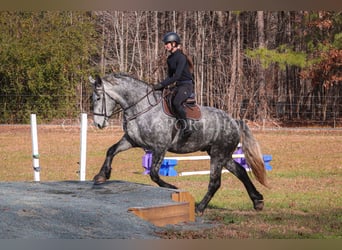 Fries paard Mix, Ruin, 6 Jaar, 173 cm, Schimmel