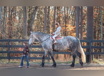 Fries paard Mix, Ruin, 6 Jaar, 173 cm, Schimmel