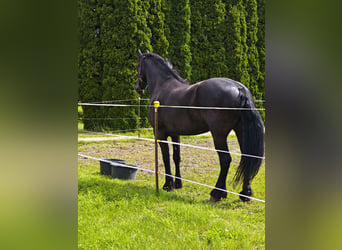 Fries paard, Ruin, 6 Jaar, 174 cm, Zwart